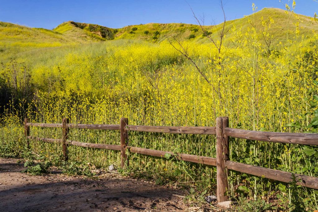 A fence covered in yellow flowers