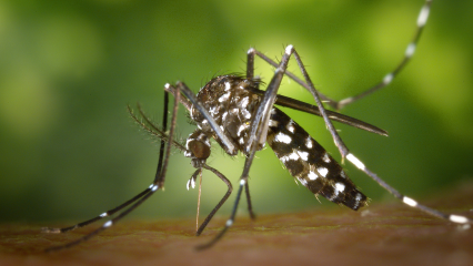 West Nile Mosquito Virus